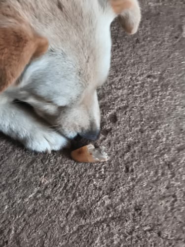 Customer photo review of BARKER CASQUITOS DE CERDO LONG LASTING 30u