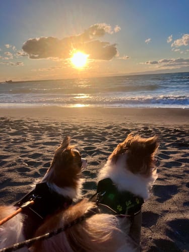 Customer photo review of FunFunPet 高機能ハーネス（お名前タグ作成サービス付き）