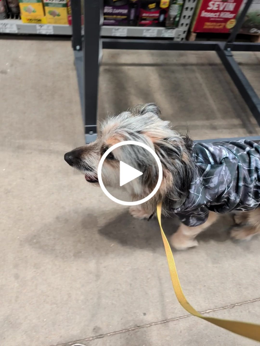 Customer video review of Concrete Wood Dog Hoodie - Asphalt