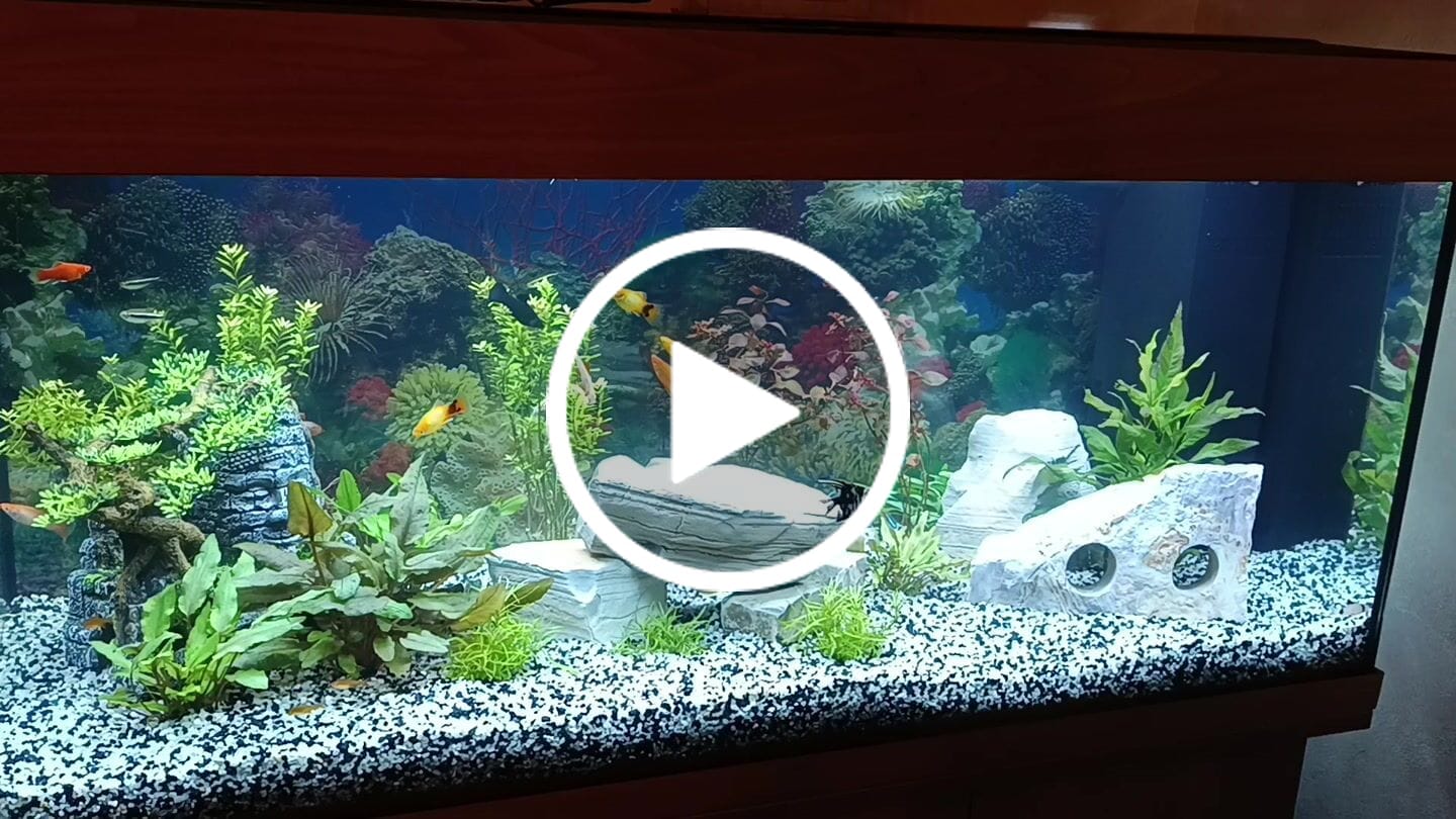 Customer video review of Aquarium Rio 180 LED Chêne Équipé JUWEL - 180L