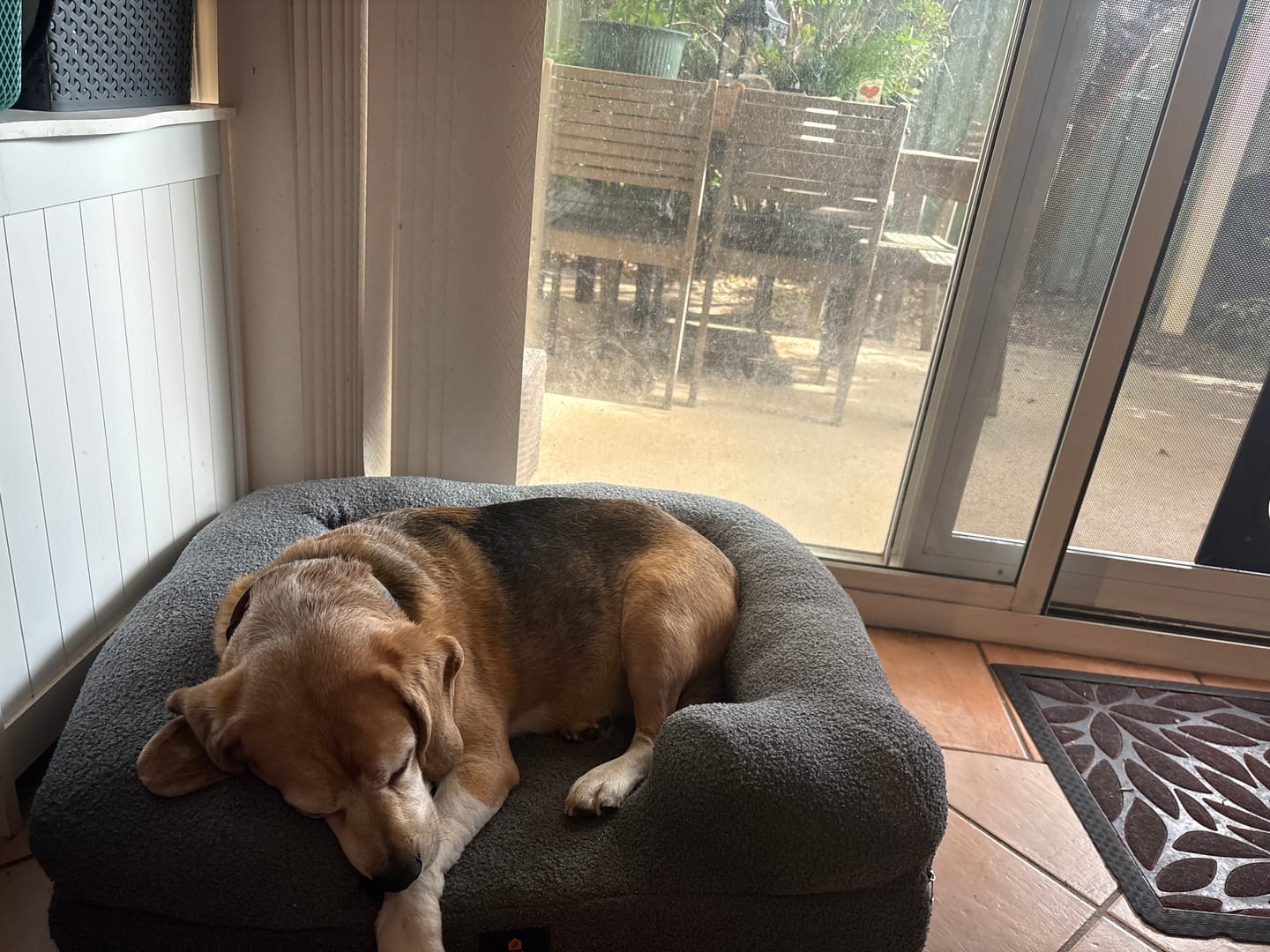 Customer photo review of Pet Boucle Bed for Dog & Cat