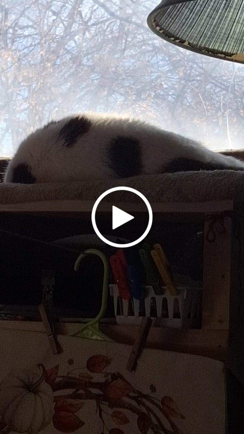 Customer video review of Dewormer for Cats & Kittens (Broad‑Spectrum)