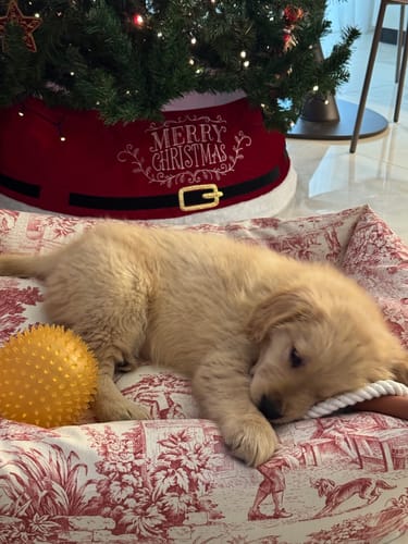 Customer photo review of Divanetto Panama Premium Toile de Jouy Heritage Rosso Classico