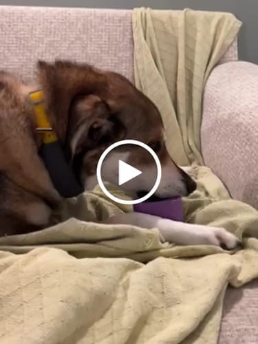 Customer photo review of Freezbox - Super Tough Treat Toy