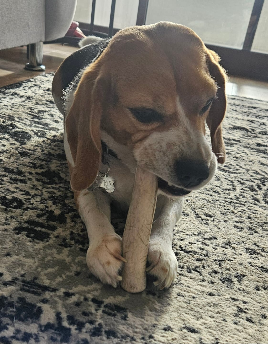 Customer photo review of Asta de ciervo para perros - Regular