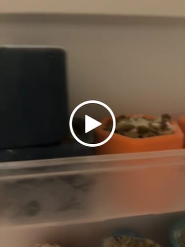 Customer photo review of Freezbox - Super Tough Treat Toy