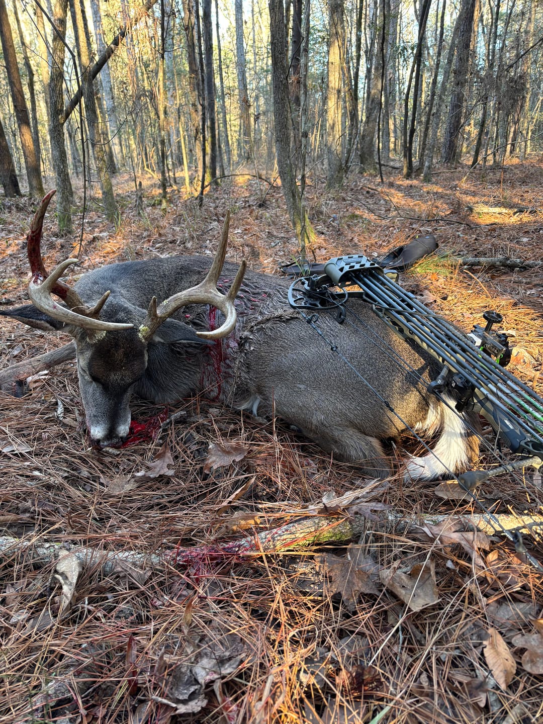 Customer photo review of Titanium Broadheads