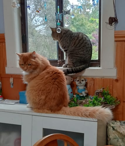 Customer photo review of 1 Month Supply – 2 Cat