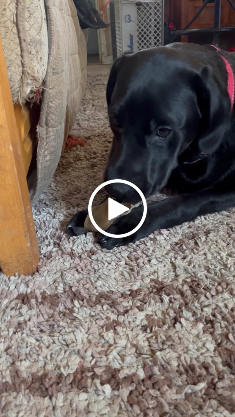 Customer video review of Pig Ears
