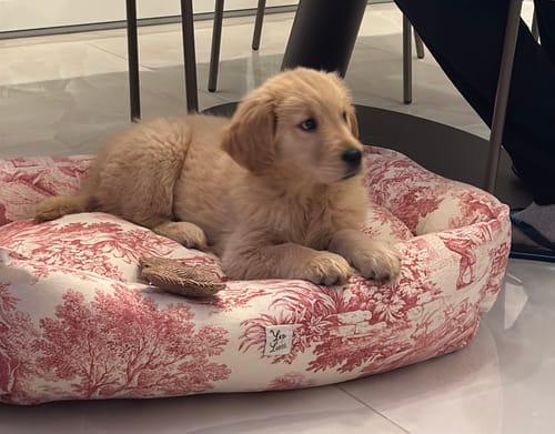 Customer photo review of Divanetto Panama Premium Toile de Jouy Heritage Rosso Classico