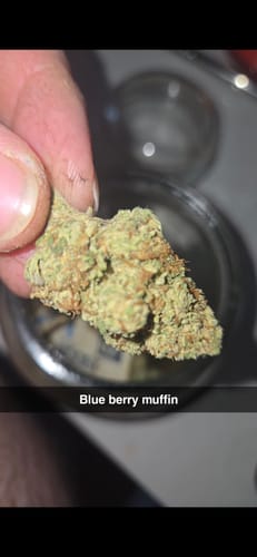 Customer photo review of Blueberry Muffin - 28 Grams - Indica