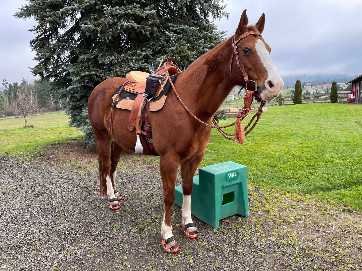 Customer photo review of Renegade® Viper Shield™ Hoof Boot Seconds - Arizona Copper