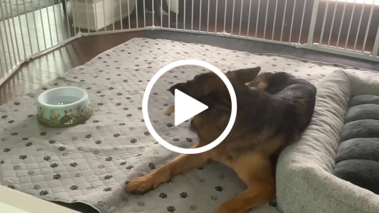 Customer video review of 12 Inch Beef Trachea