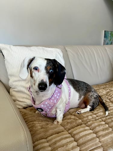 Customer photo review of Mystery Box - Dog