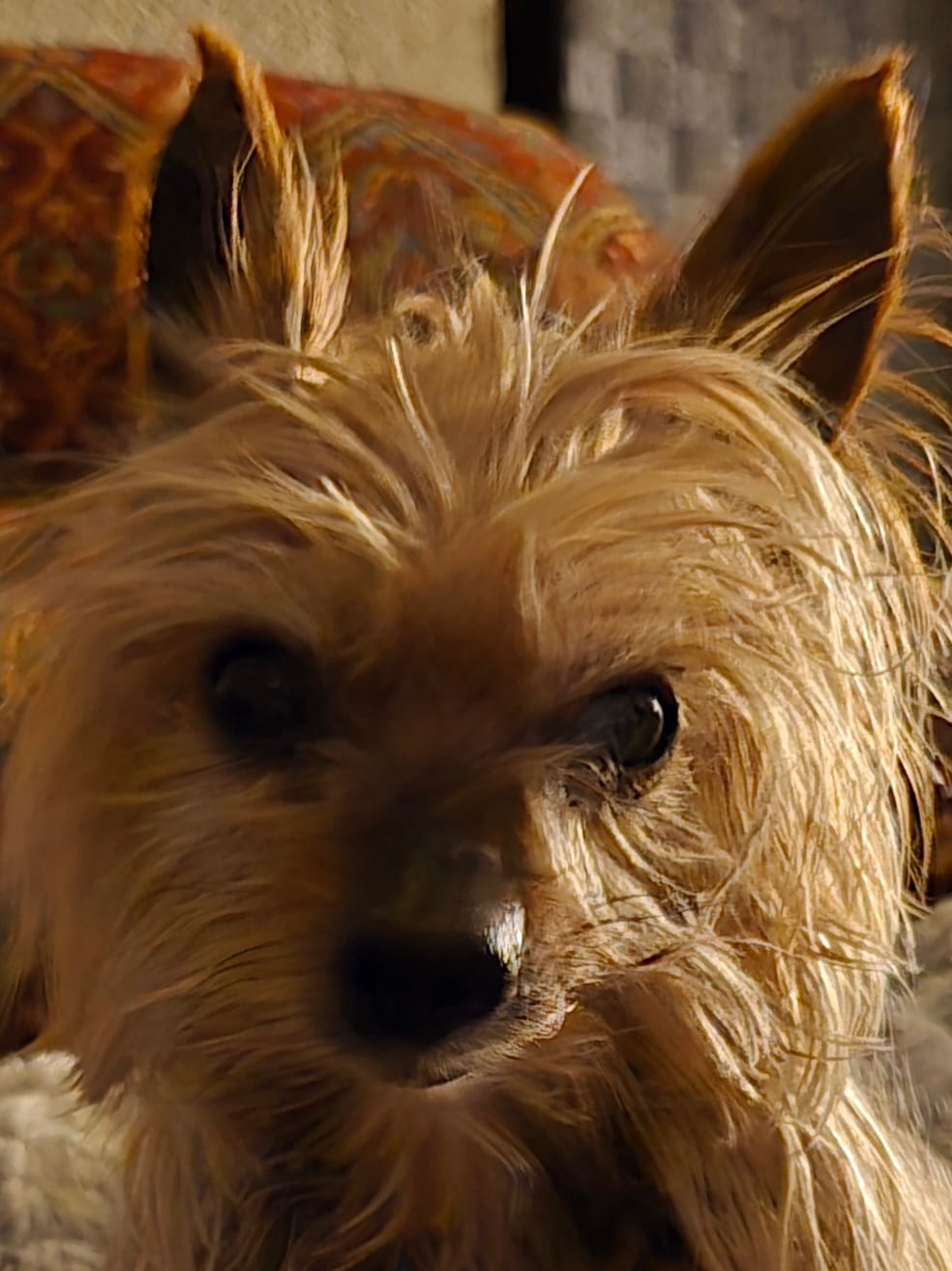 Customer photo review of KING KALM CBD 75mg - Cat & Small Dog Formula  20lbs or less