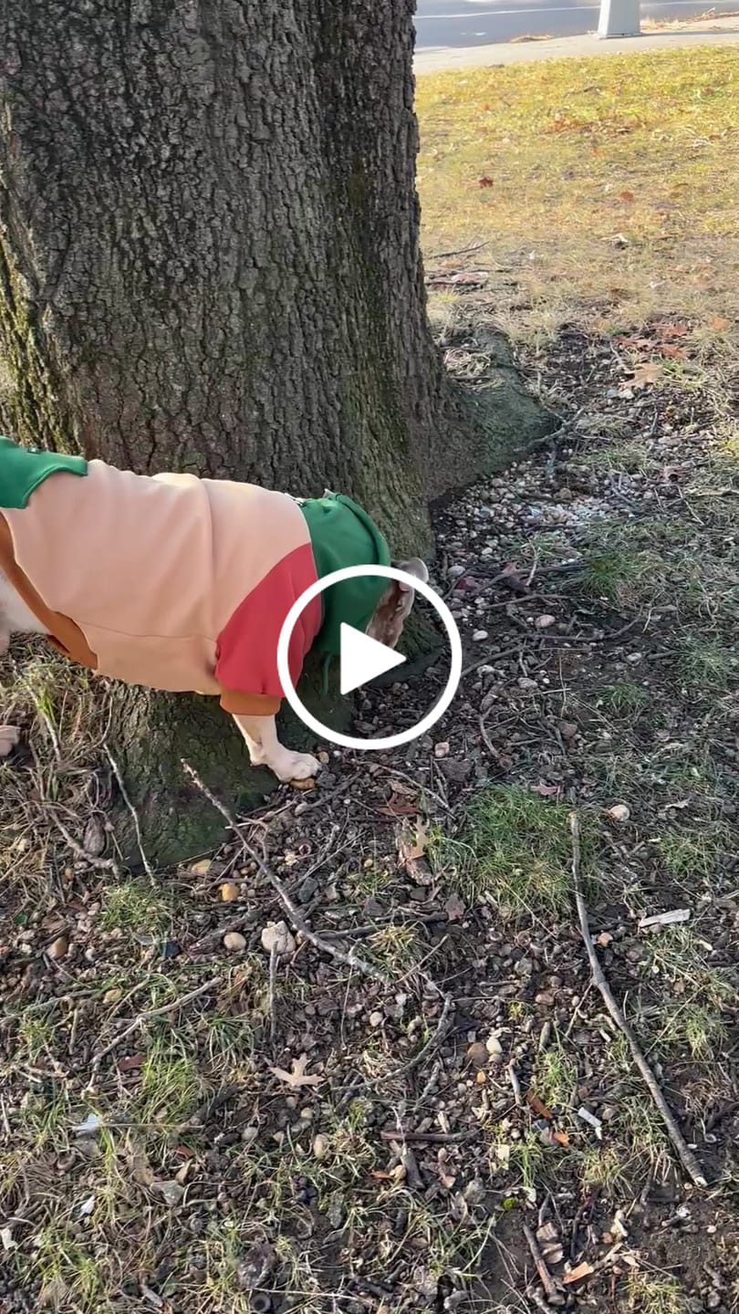 Customer video review of Ranger Dog Hoodie