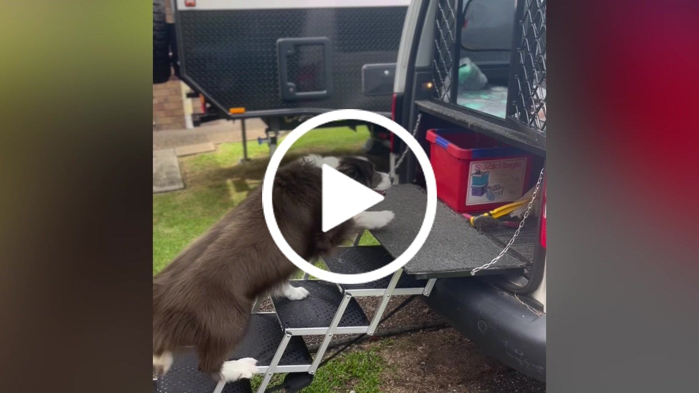 Customer video review of Foldable Aluminum Pet Steps
