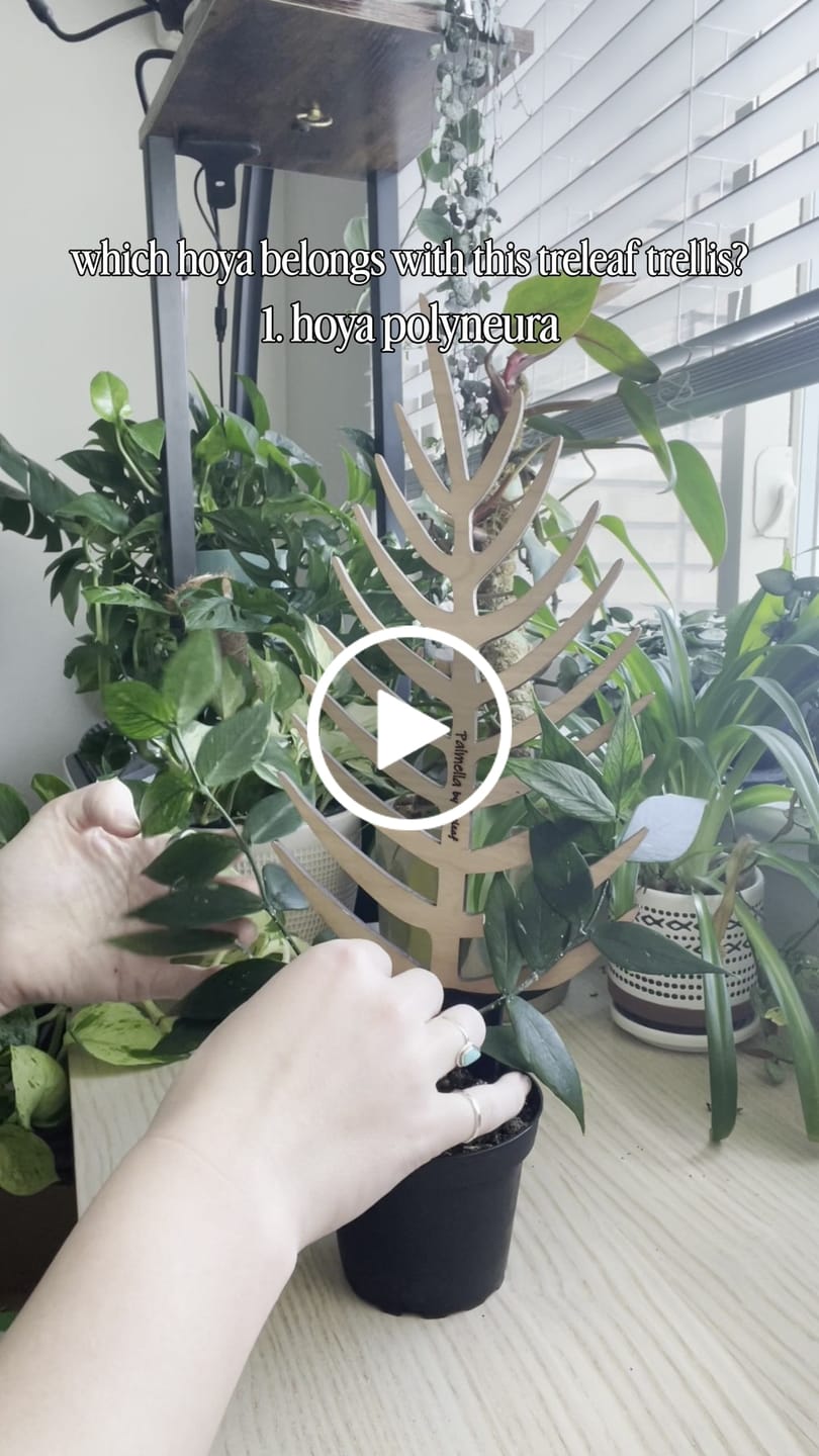 Customer video review of Palmella - Plant trellis inspired by the Palm Leaf