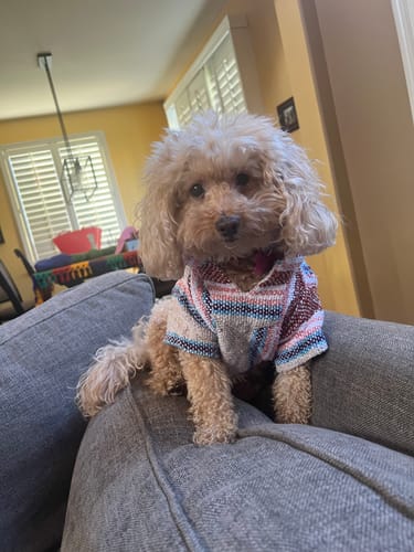 Customer photo review of Playa Poncho – Parrotfish