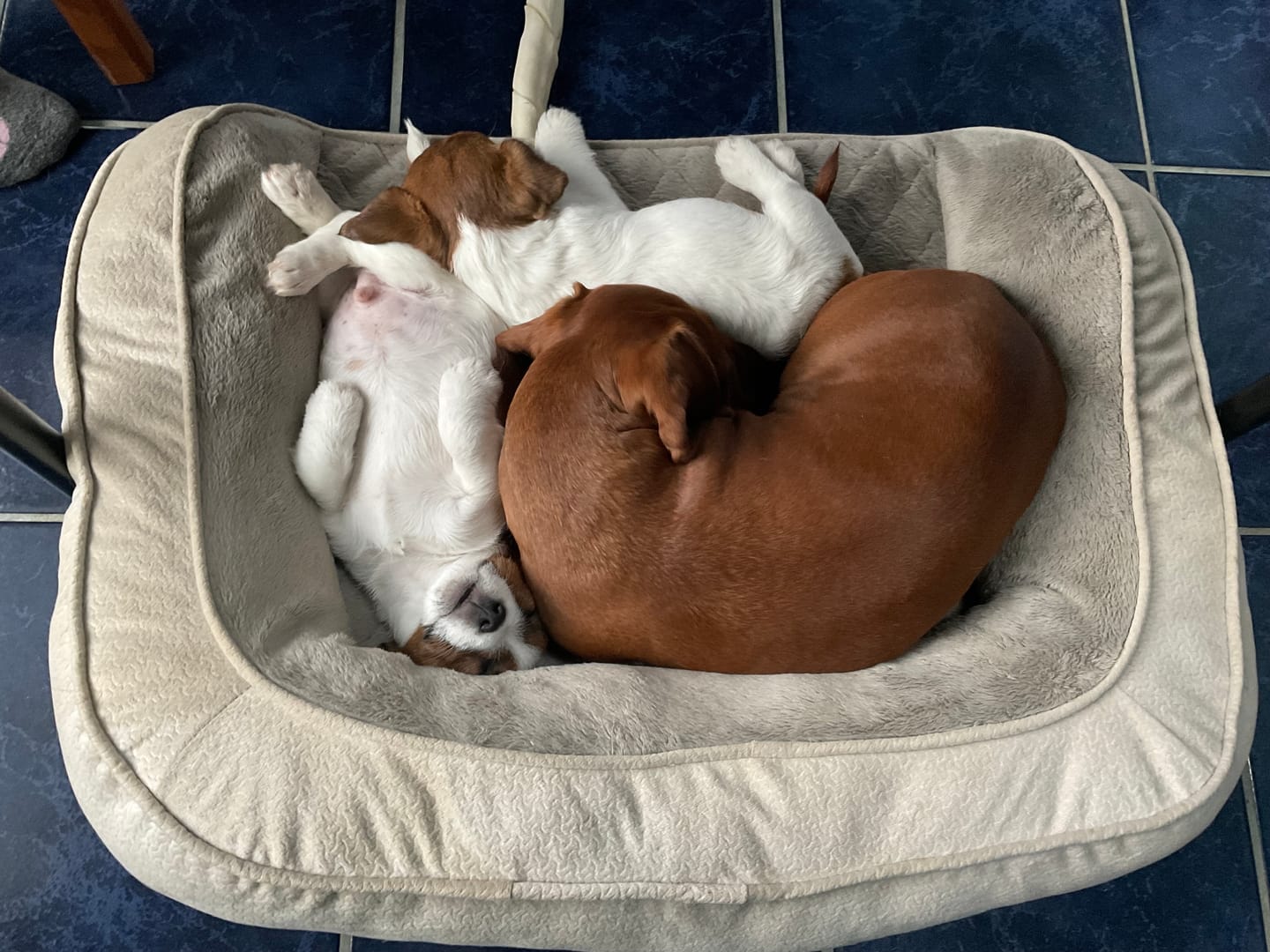 Customer photo review of Daily Dog Probiotic
