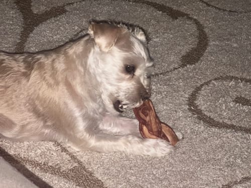 Reviewer's small dog lies on a rug, chewing a braided bully stick from the Bully Bargain Bag.