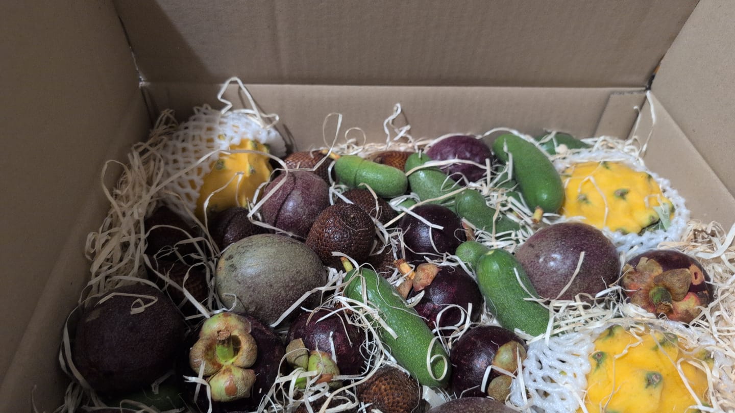 Customer photo review of Salak (Schlangenfrucht) Weihnachtsaktion %
