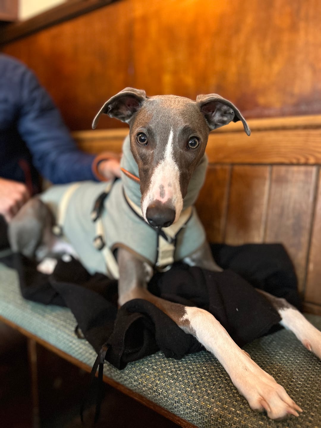 Customer photo review of Whippet Fleece