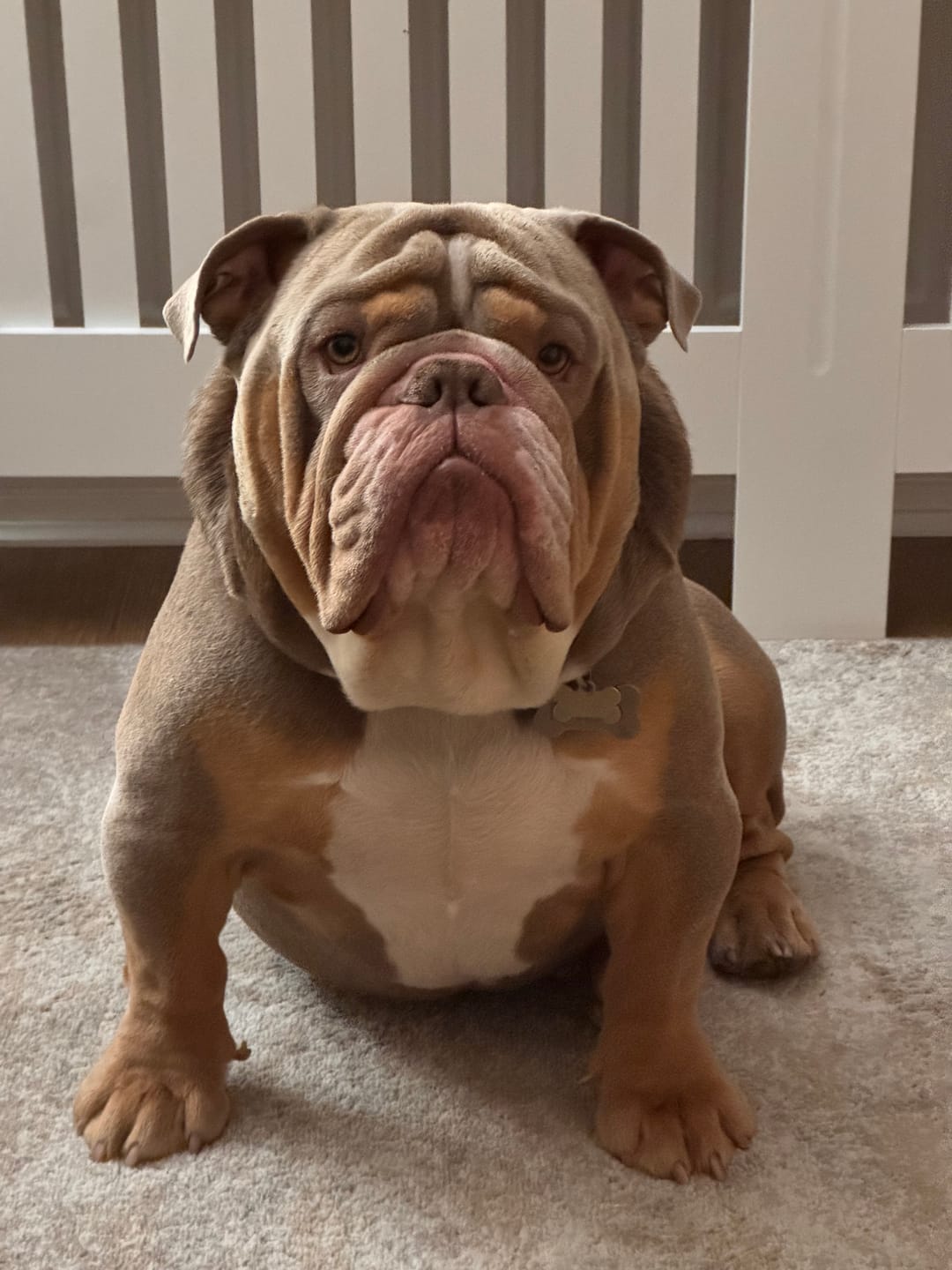 Customer photo review of Training Double Ended Dog Lead | 2m Length -  Tan