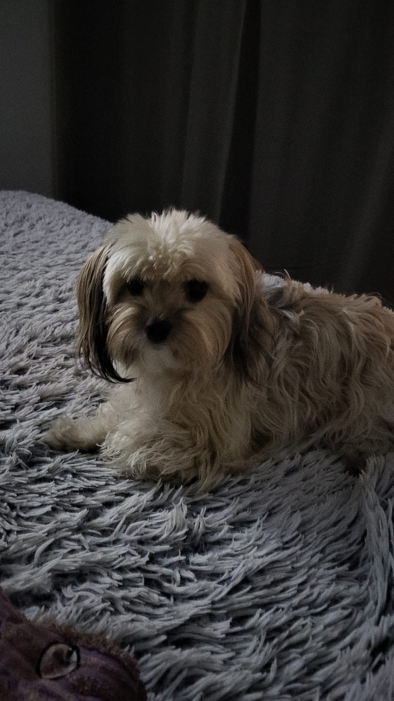 Customer photo review of Croquettes Bio Chien Adulte Petite Race - Poulet & Citrouille