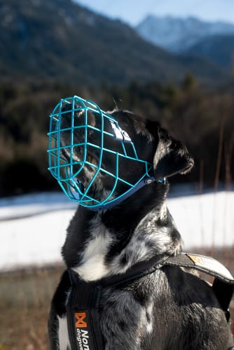 Customer photo review of Maulkorbberatung Glauchau/Sachsen