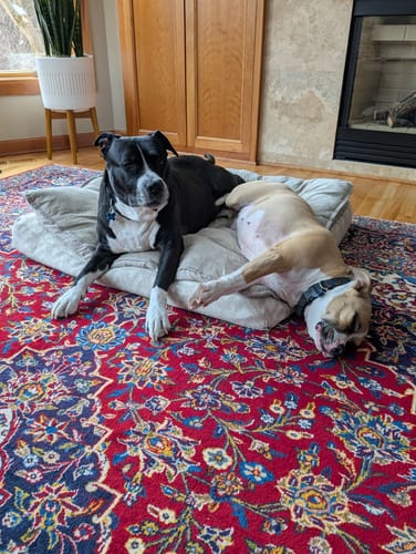 Customer photo review of Relax Lickable