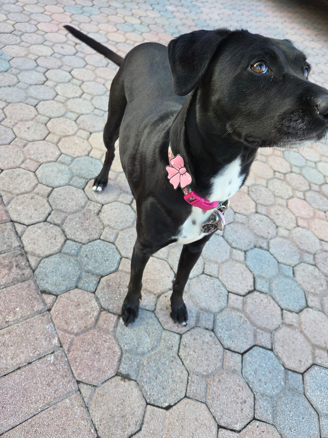 Customer photo review of Ribbon Pink Jiby Dog Charm