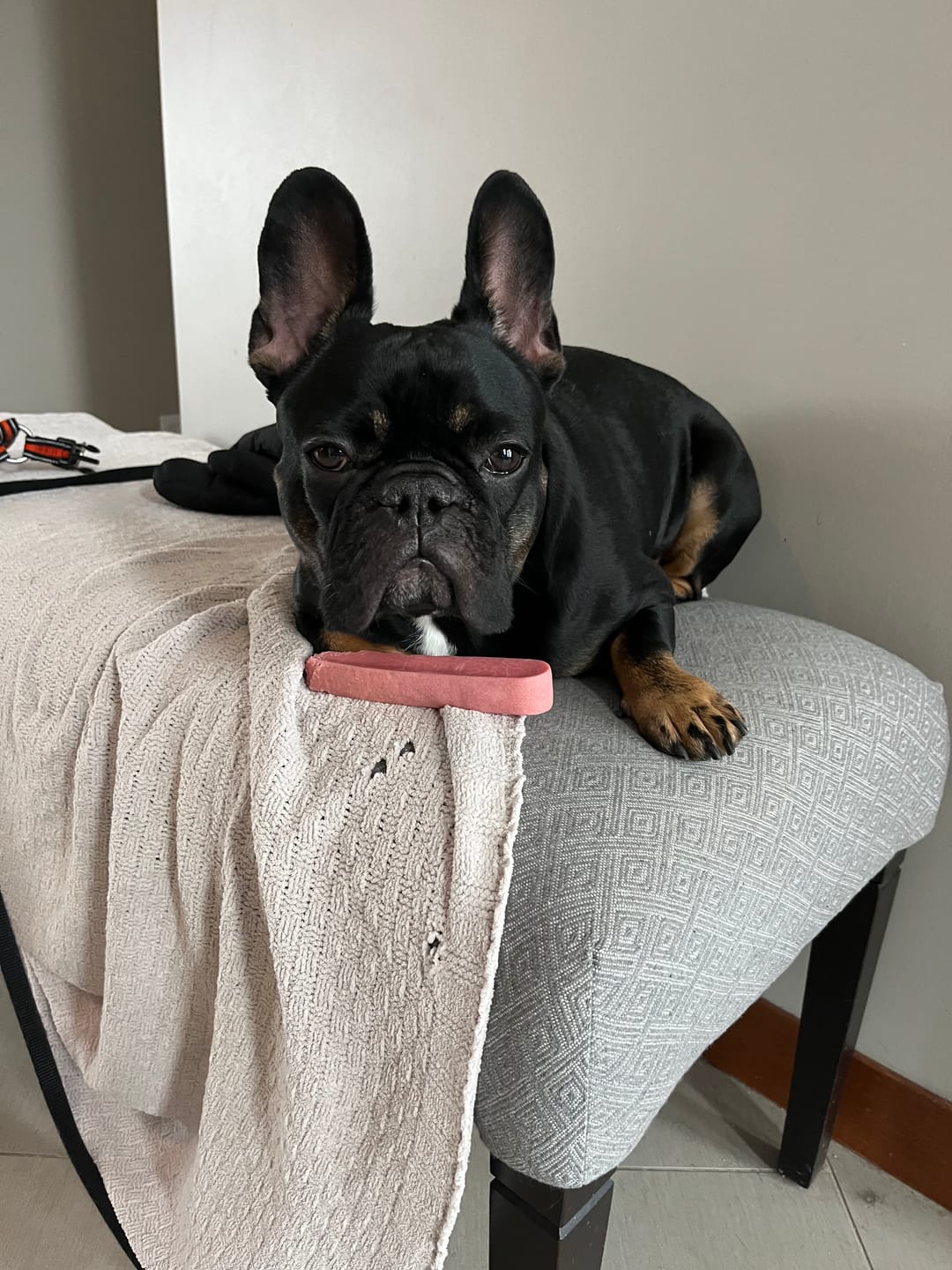 Customer photo review of Freeze Dried Beef Liver 100g / 3.5oz