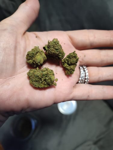 Customer photo review of Mimosa - Minis - 28 Grams - Indica