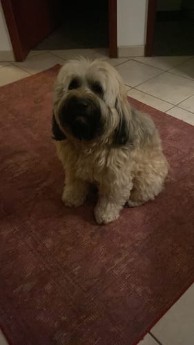 Ein Kunde zeigt seinen flauschigen Hund Jasper, der auf einem roten Teppich sitzt und von Lucky Belly profitiert.