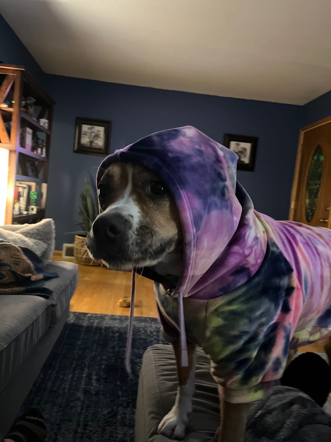 Customer photo review of Velvet Dog Hoodie - Berry Lemonade