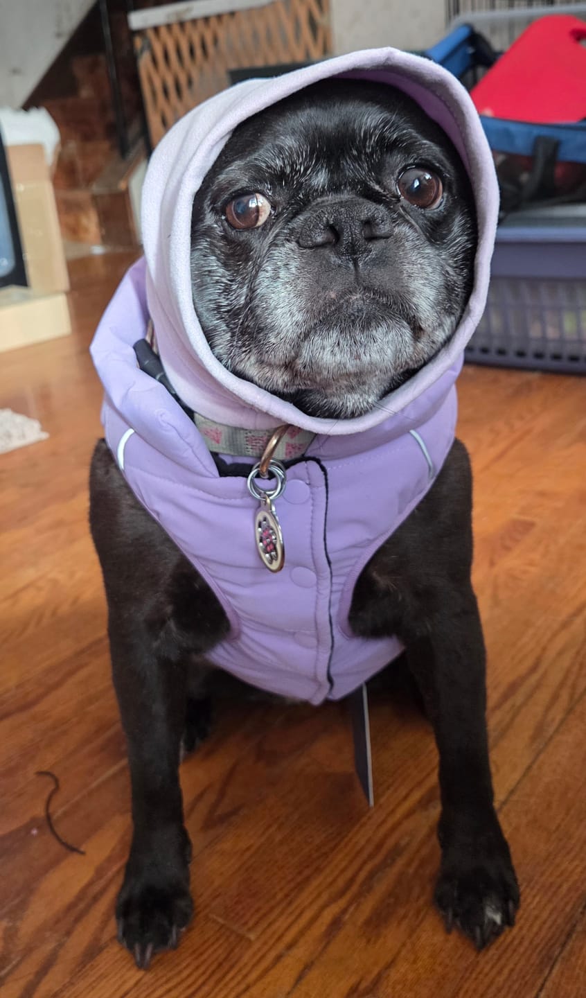 Customer photo review of Anxiety Calming Dog Earmuff Protector - Purple