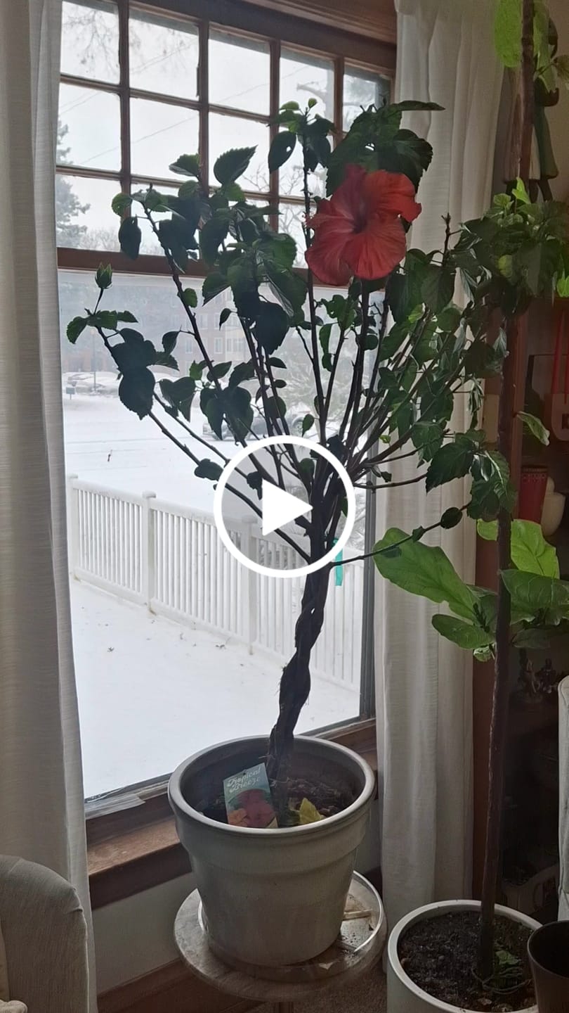 Customer video review of Plant Care Kit for Indoor Plants