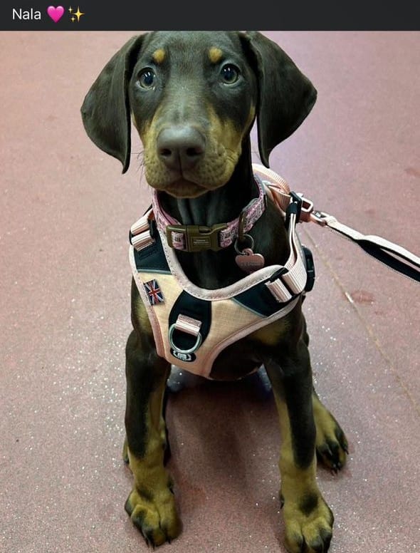 Customer photo review of Anti Pull Hurricane Harness Lighter | With Handle - Pink