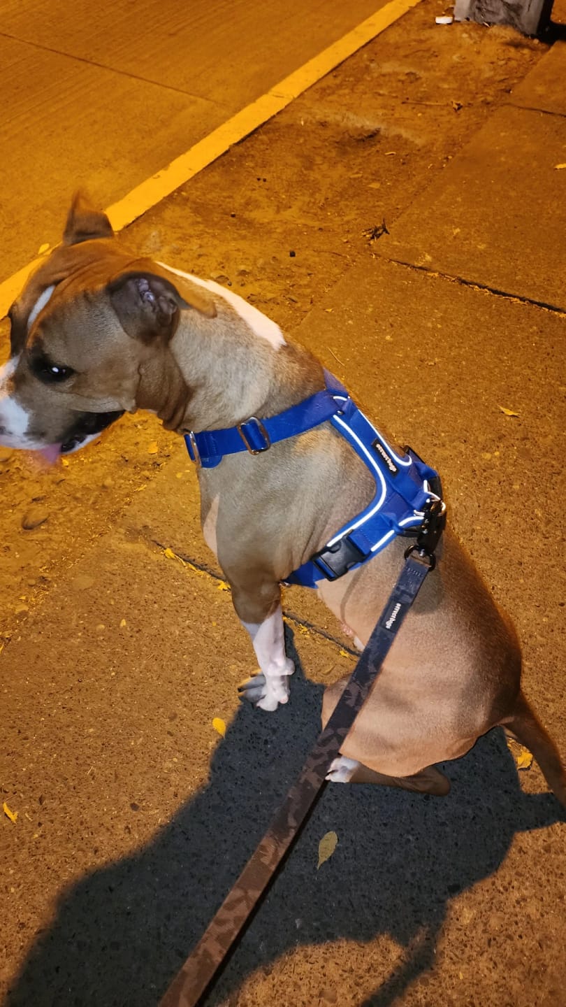 Customer photo review of Arnés Aerosport para Perros - Street Dogs - Blue