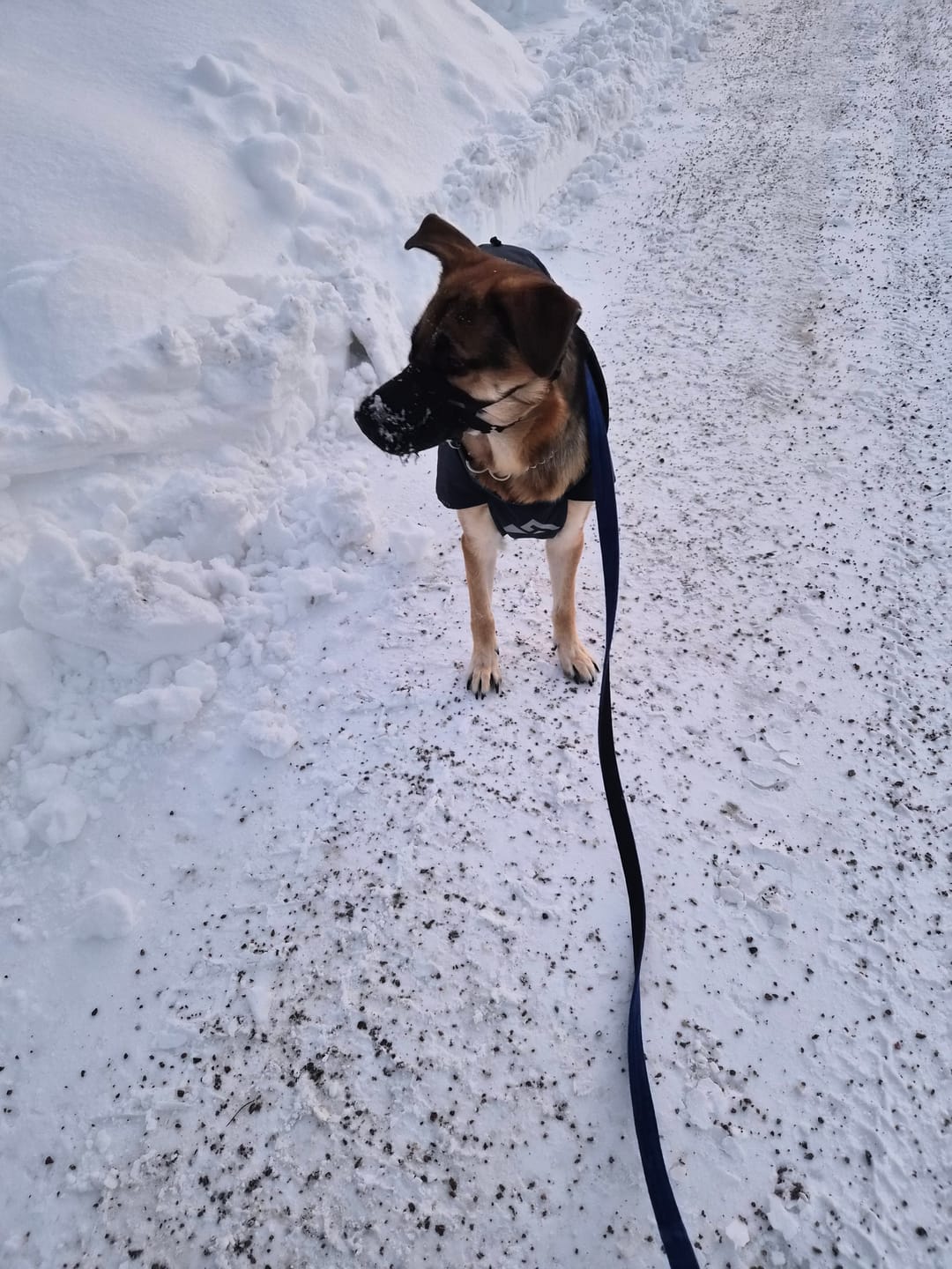 Customer photo review of Walk Leash Black Edition Blå - Säkert nylonkoppel i olika längder