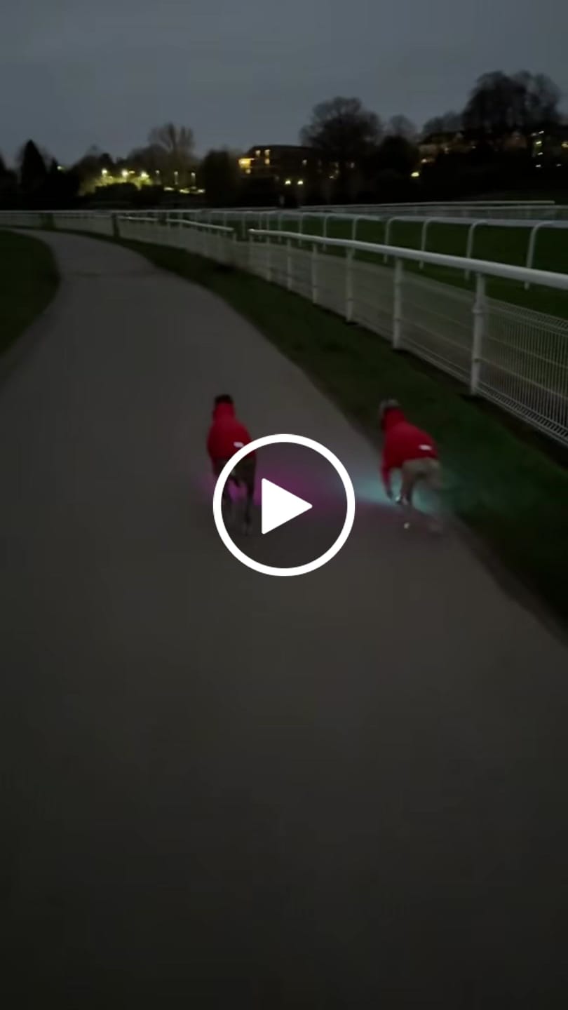Customer video review of TrekBright® Dog Safety Light
