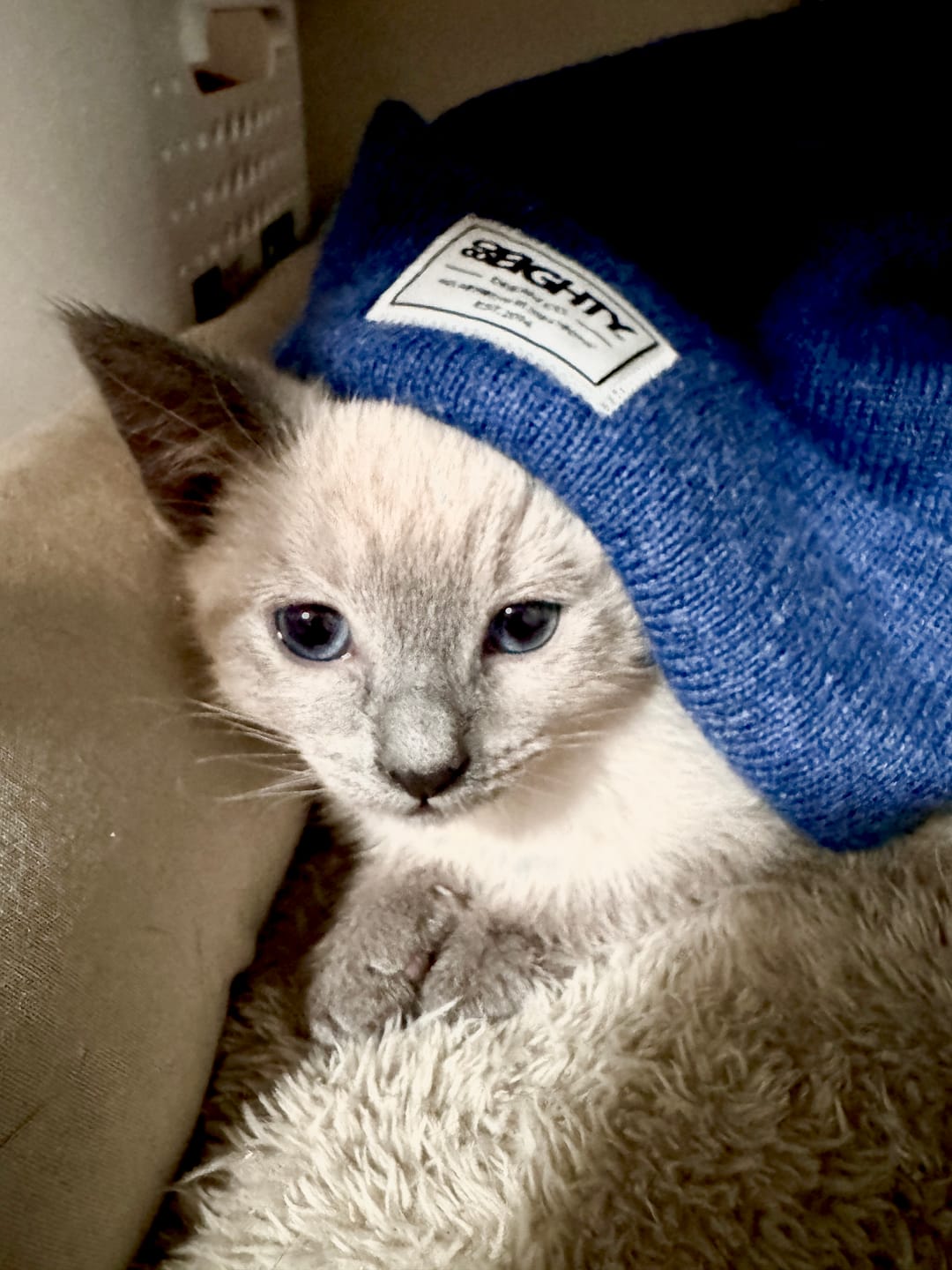 Customer photo review of 80eighty® HQ Arctic Beanie