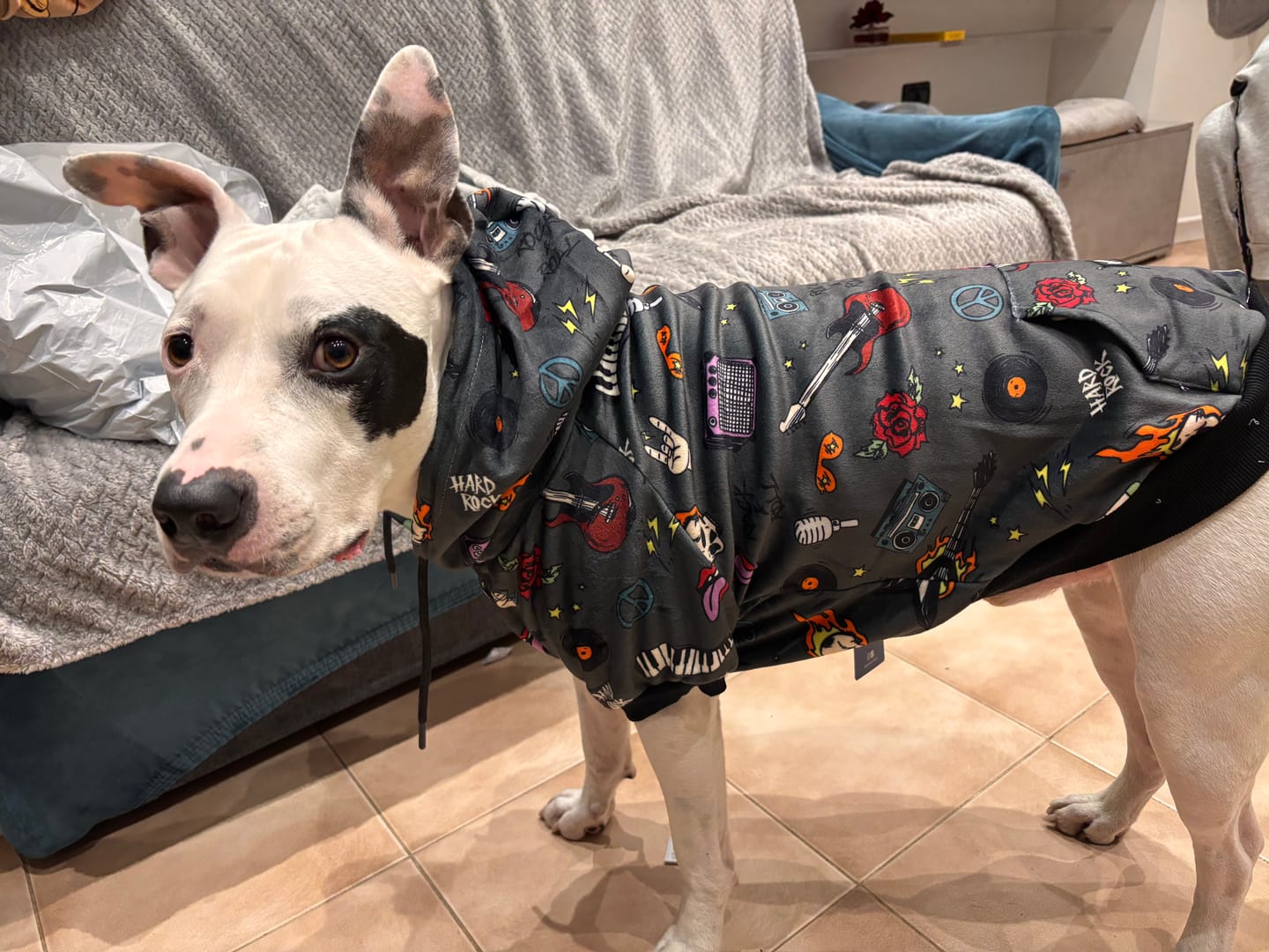 Customer photo review of Rock and Roll Dog Hoodie
