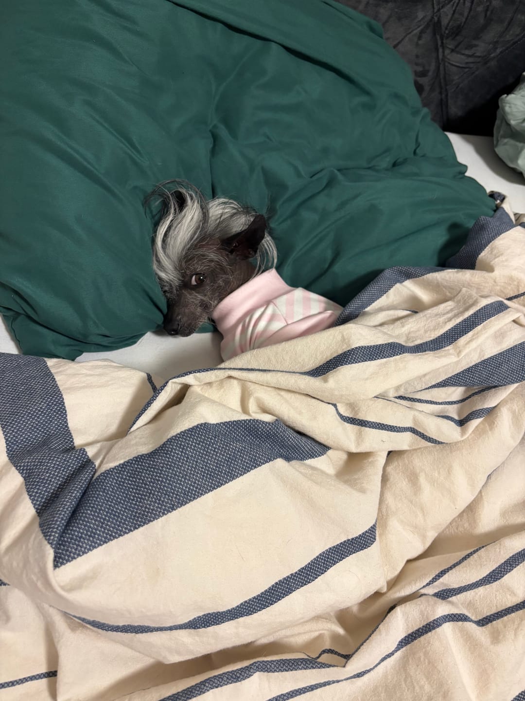 Customer photo review of Dog Pajama - Pink Stripes