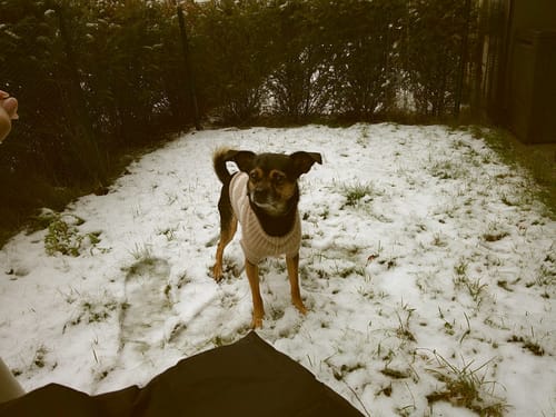 Kundenfoto mit der NUVINT Digitalkamera: ein kleiner Hund im Schnee, aufgenommen mit einem warmen Vintage-Filter.