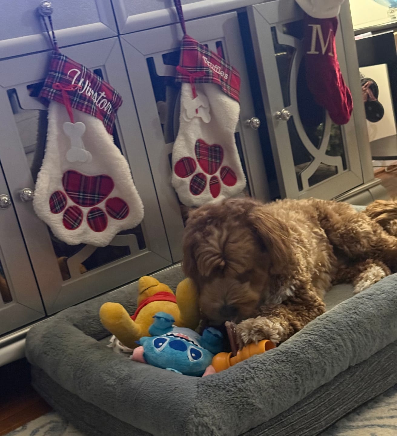 Customer photo review of 12 Inch Extra Thick Bully Sticks