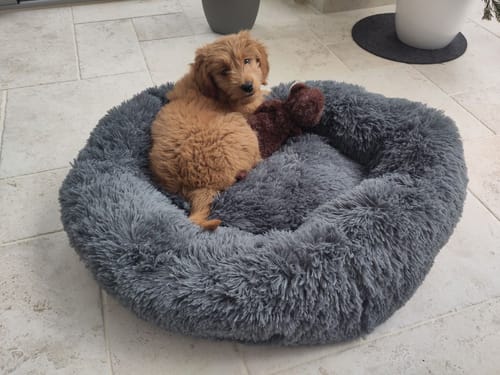 Customer photo review of Puppery Hundebett Wolke 7 - Das Original