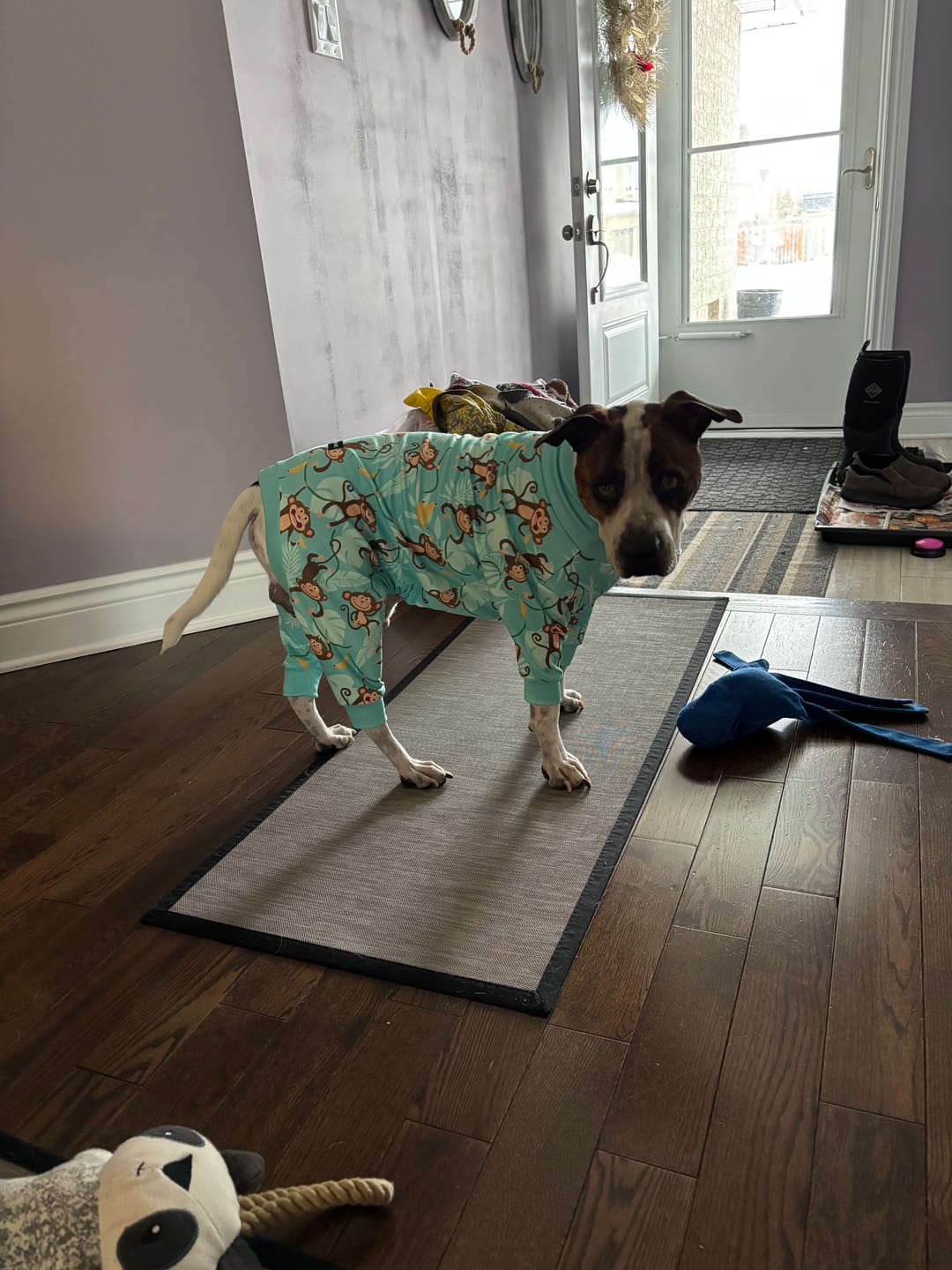 Customer photo review of Dog Pajama - Monkey Business