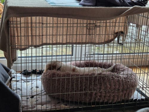 Customer photo review of Puppery Hundebett Wolke 7 - Das Original